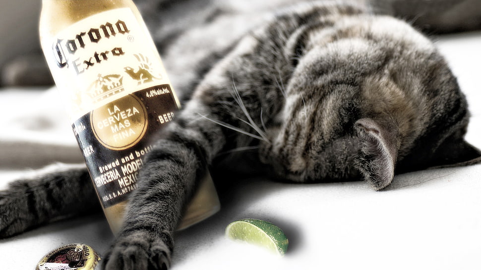 gray tabby cat with Corona extra beer bottle HD wallpaper